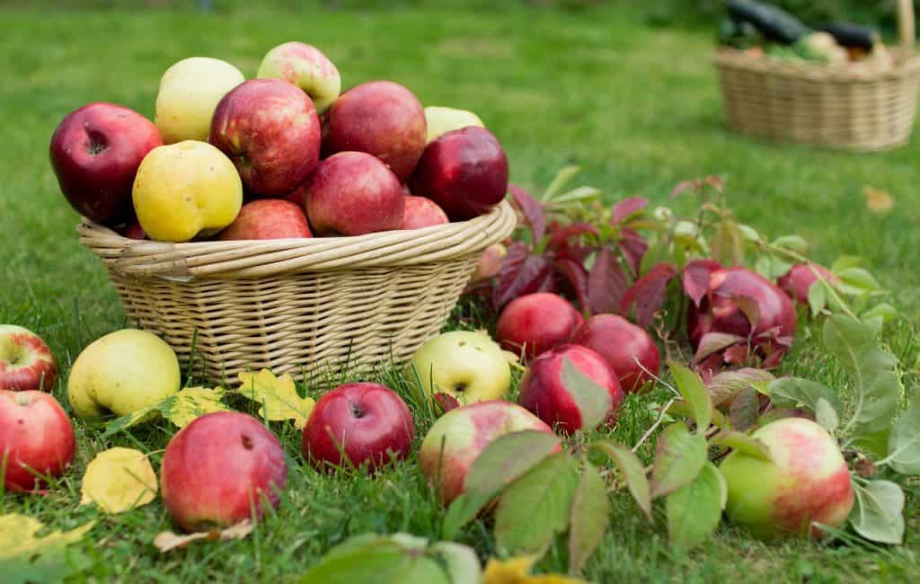 Owoce - jabłka